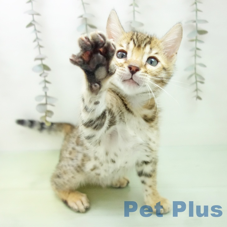 愛知県のベンガル (ペットプラス mozoワンダーシティ店/2025年9月20日生まれ/男の子/ブラウンスポットタビー)の子猫の1枚目の画像