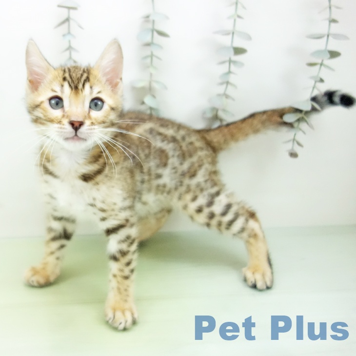 愛知県のベンガル (ペットプラス mozoワンダーシティ店/2025年9月20日生まれ/男の子/ブラウンスポットタビー)の子猫の2枚目の画像
