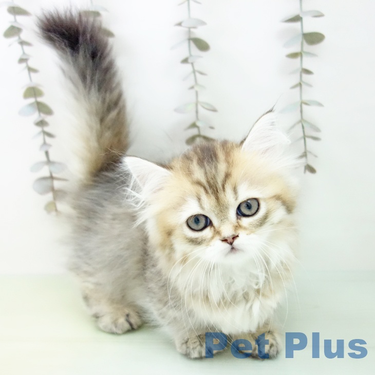 愛知県のミヌエット (ペットプラス mozoワンダーシティ店/2025年9月21日生まれ/女の子/ブラウンタビー)の子猫の1枚目の画像