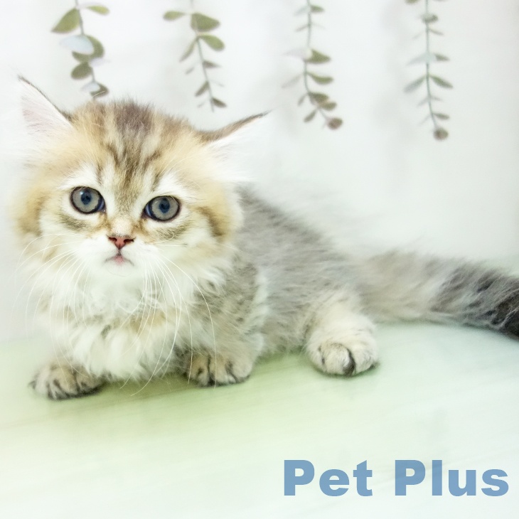 愛知県のミヌエット (ペットプラス mozoワンダーシティ店/2025年9月21日生まれ/女の子/ブラウンタビー)の子猫の2枚目の画像