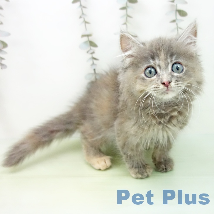 サイベリアンの写真2