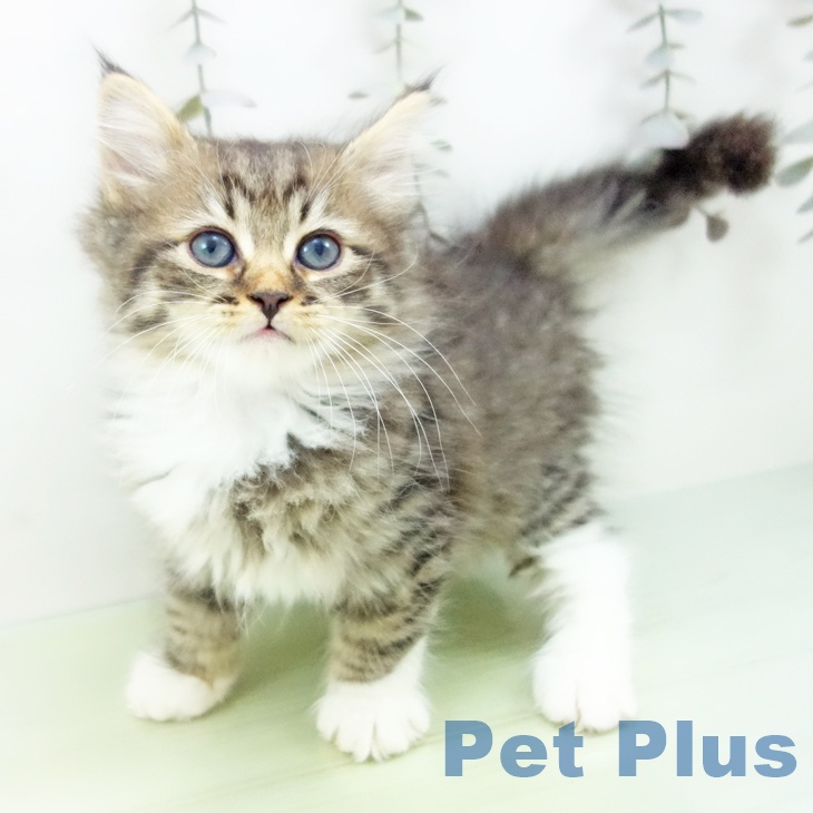 京都府のサイベリアン (ペットプラス 京都桂川店/2025年9月28日生まれ/女の子/ブラウンタビーホワイト)の子猫の1枚目の画像