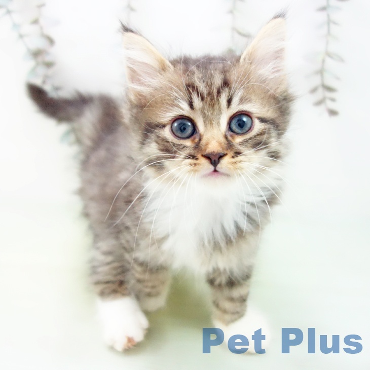 京都府のサイベリアン (ペットプラス 京都桂川店/2025年9月28日生まれ/女の子/ブラウンタビーホワイト)の子猫の2枚目の画像