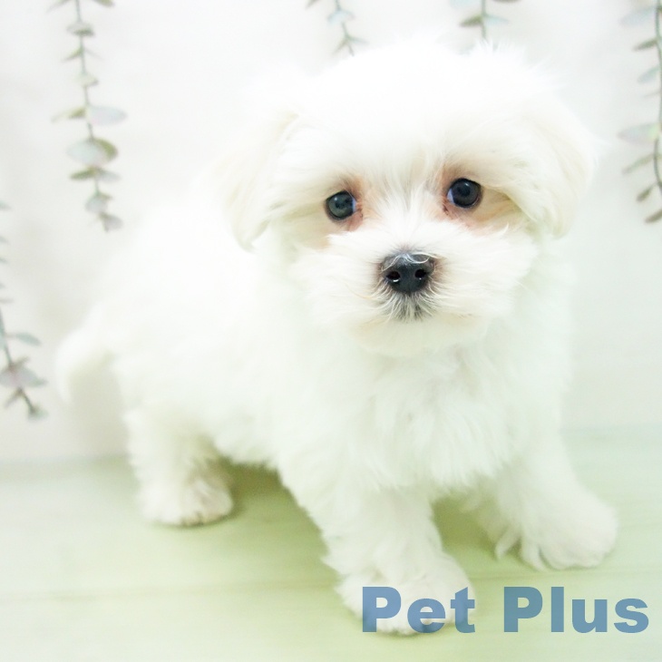 富山県のマルチーズ (ペットプラス 高岡店/2025年10月2日生まれ/男の子/ホワイト)の子犬