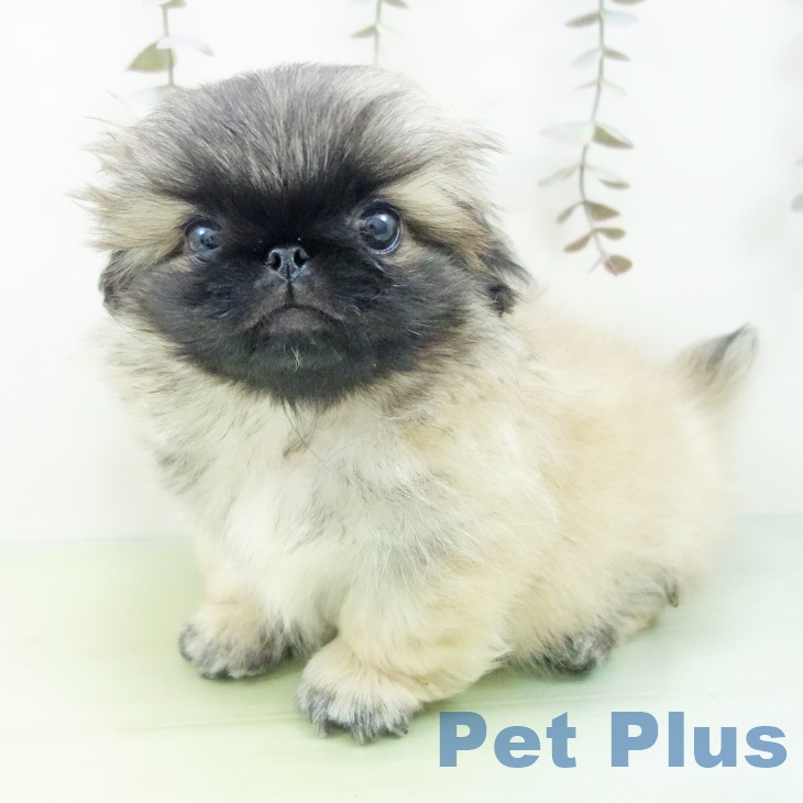 ペキニーズの写真2