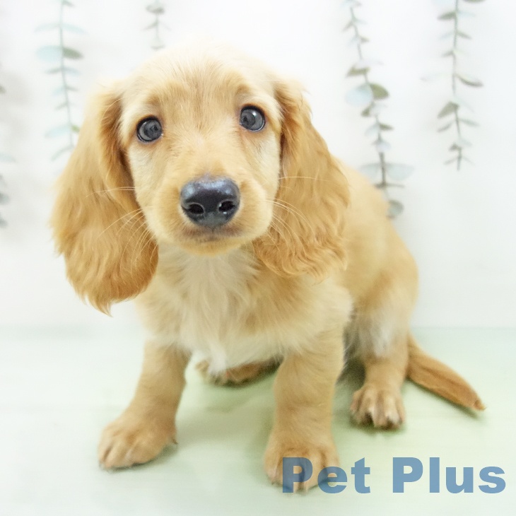 ミニチュア・ダックスフンド