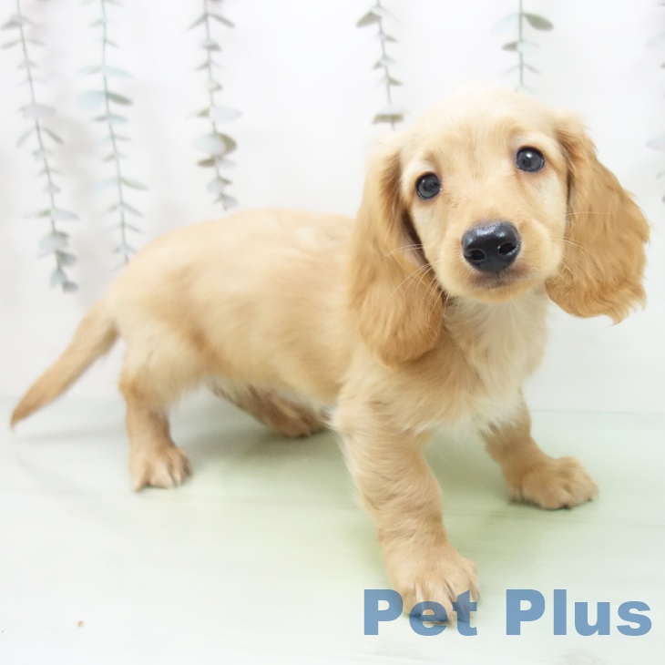 ミニチュア・ダックスフンドの写真2