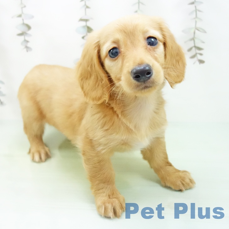 岐阜県のミニチュアダックスフンド(ロング) (ペットプラス 各務原店/2025年9月26日生まれ/女の子/ゴールド)の子犬の1枚目の画像