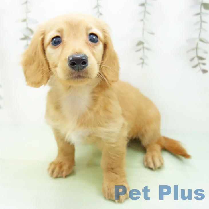 岐阜県のミニチュアダックスフンド(ロング) (ペットプラス 各務原店/2025年9月26日生まれ/女の子/ゴールド)の子犬の2枚目の画像