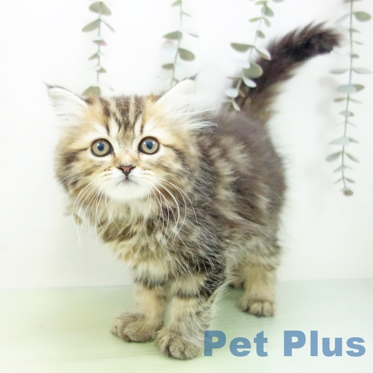 愛知県のスコティッシュフォールド (ペットプラス 東浦店/2025年9月22日生まれ/女の子/ブラウンタビー)の子猫の1枚目の画像