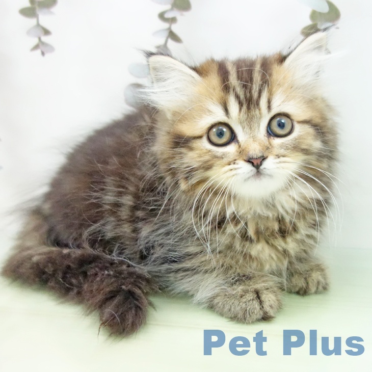 愛知県のスコティッシュフォールド (ペットプラス 東浦店/2025年9月22日生まれ/女の子/ブラウンタビー)の子猫の2枚目の画像