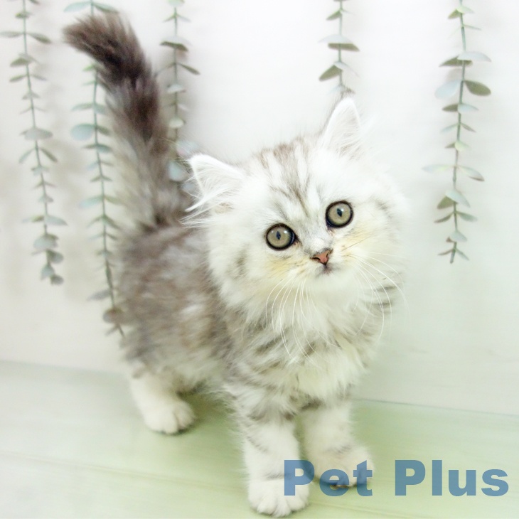 大阪府のスコティッシュフォールド (ペットプラス イオン大日店/2025年9月22日生まれ/女の子/シルバータビー)の子猫の1枚目の画像