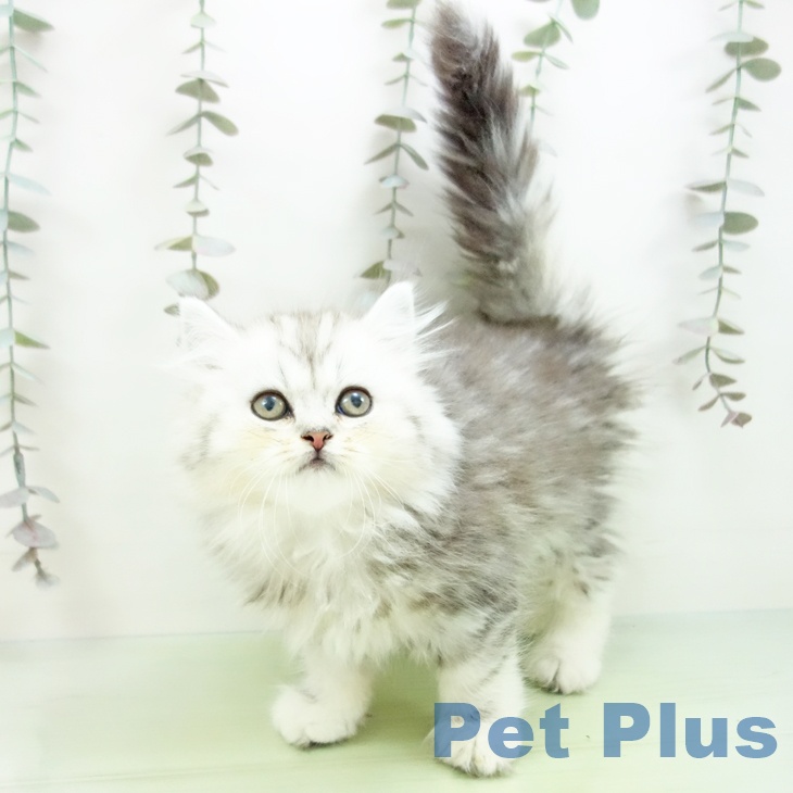 大阪府のスコティッシュフォールド (ペットプラス イオン大日店/2025年9月22日生まれ/女の子/シルバータビー)の子猫の2枚目の画像