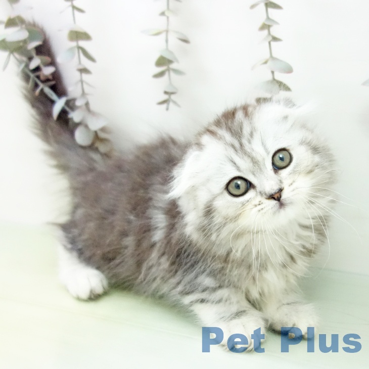 スコティッシュフォールド