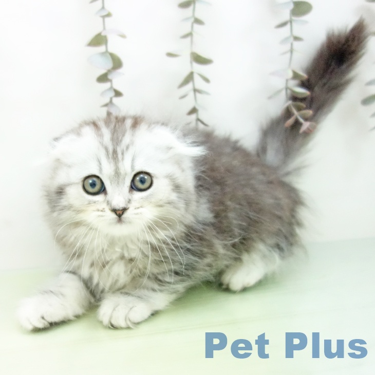 スコティッシュフォールドの写真2