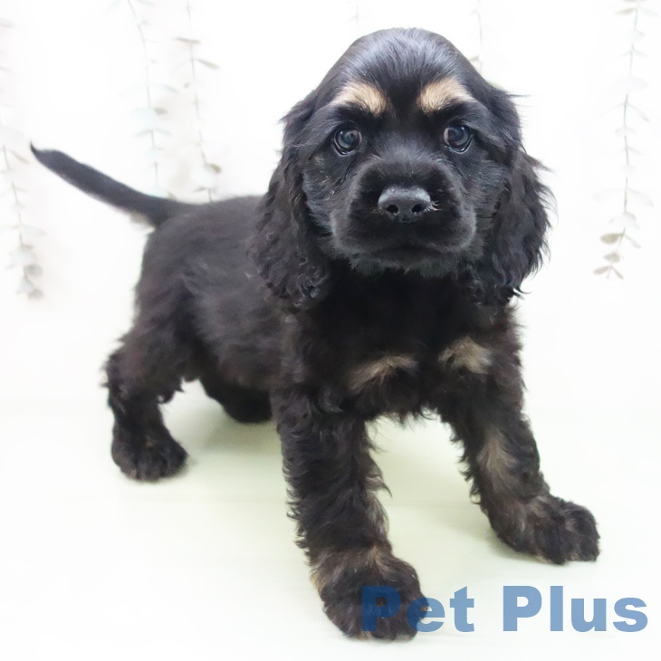 アメリカン・コッカー・スパニエル