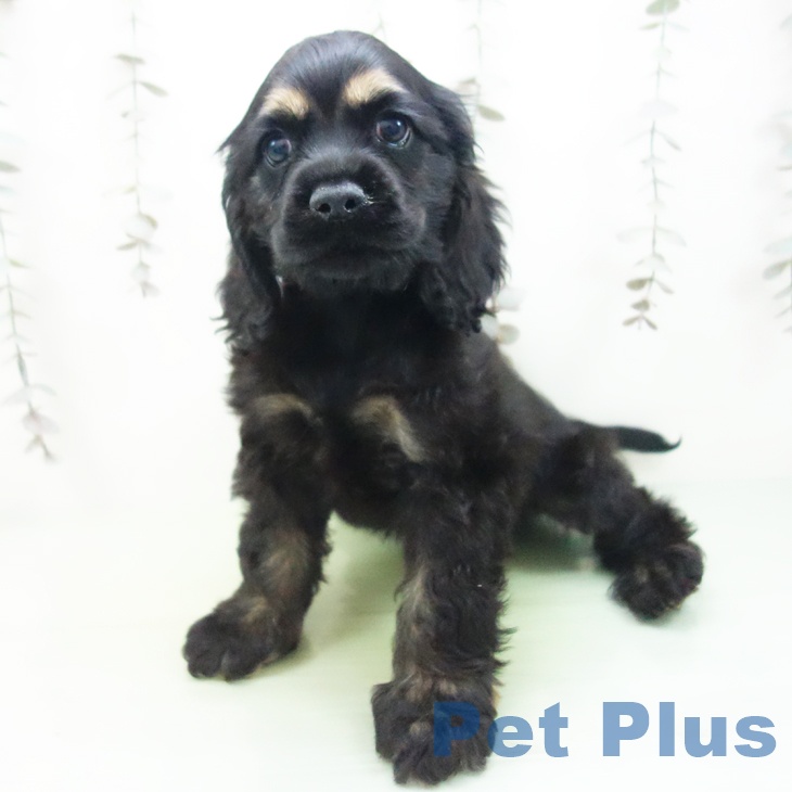 アメリカン・コッカー・スパニエルの写真2