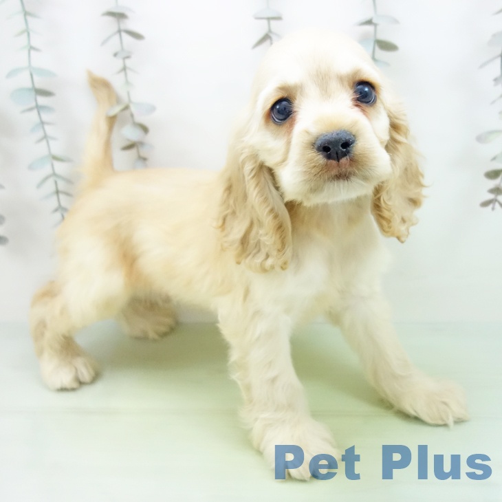 長野県のアメリカンコッカースパニエル (ペットプラス 須坂店/2025年10月2日生まれ/男の子/バフ)の子犬の1枚目の画像