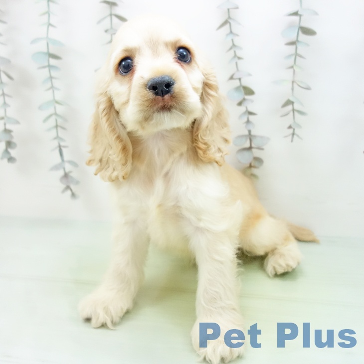 長野県のアメリカンコッカースパニエル (ペットプラス 須坂店/2025年10月2日生まれ/男の子/バフ)の子犬の2枚目の画像