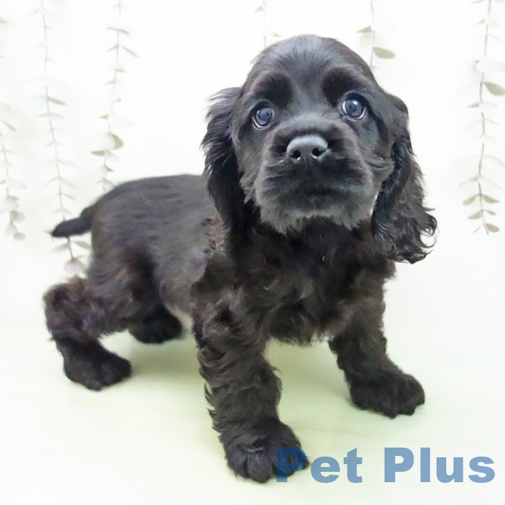 埼玉県のアメリカンコッカースパニエル (ペットプラス 川口店/2025年10月2日生まれ/男の子/ブラック)の子犬の1枚目の画像