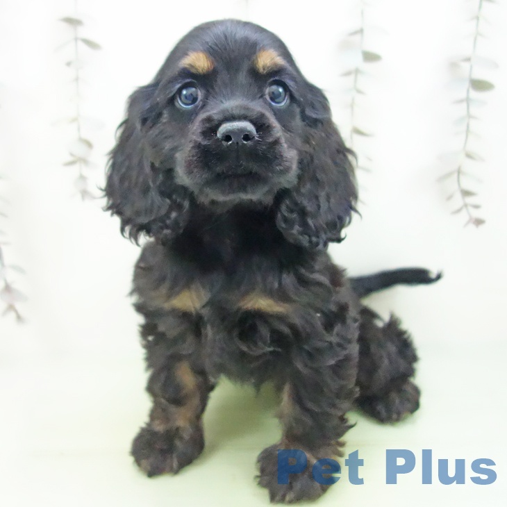 埼玉県のアメリカンコッカースパニエル (ペットプラス ららぽーと富士見店/2025年10月2日生まれ/女の子/ブラックタン)の子犬の1枚目の画像