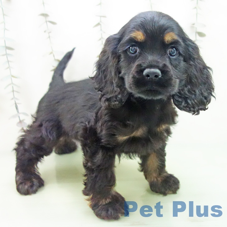 埼玉県のアメリカンコッカースパニエル (ペットプラス ららぽーと富士見店/2025年10月2日生まれ/女の子/ブラックタン)の子犬の2枚目の画像