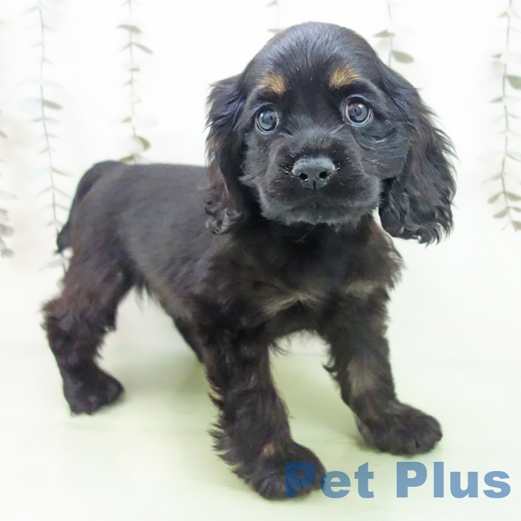 アメリカン・コッカー・スパニエル