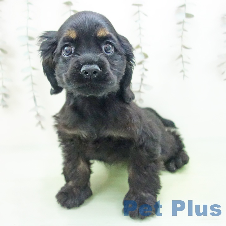 アメリカン・コッカー・スパニエル