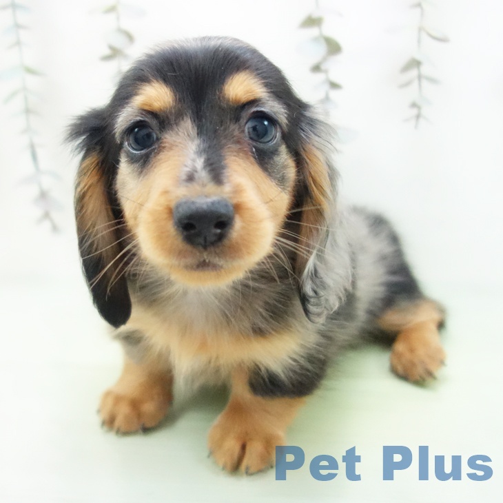 ミニチュア・ダックスフンド