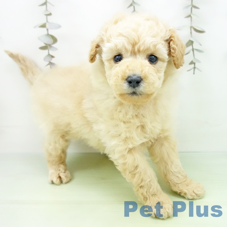 トイ・プードル