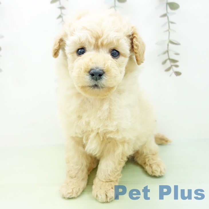 トイ・プードル