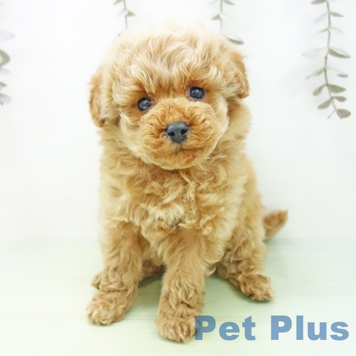 トイ・プードル