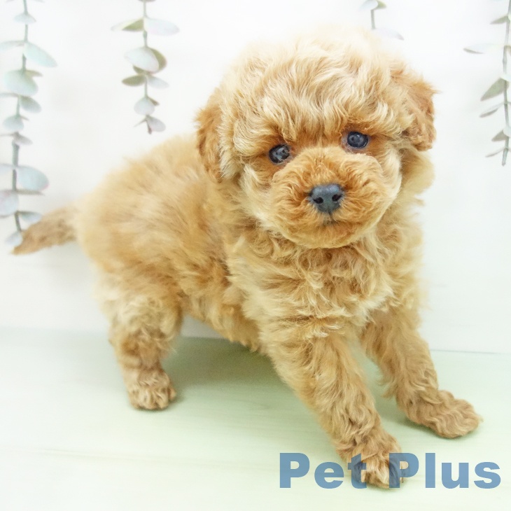 トイ・プードル