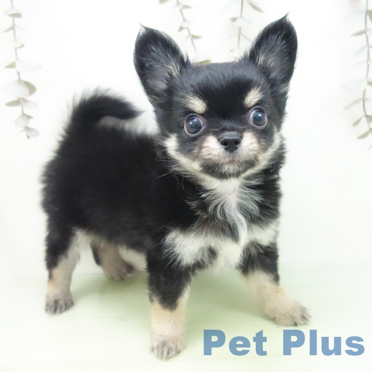 愛知県のチワワ(ロング) (ペットプラス mozoワンダーシティ店/2025年10月2日生まれ/男の子/ブラックタン)の子犬の1枚目の画像