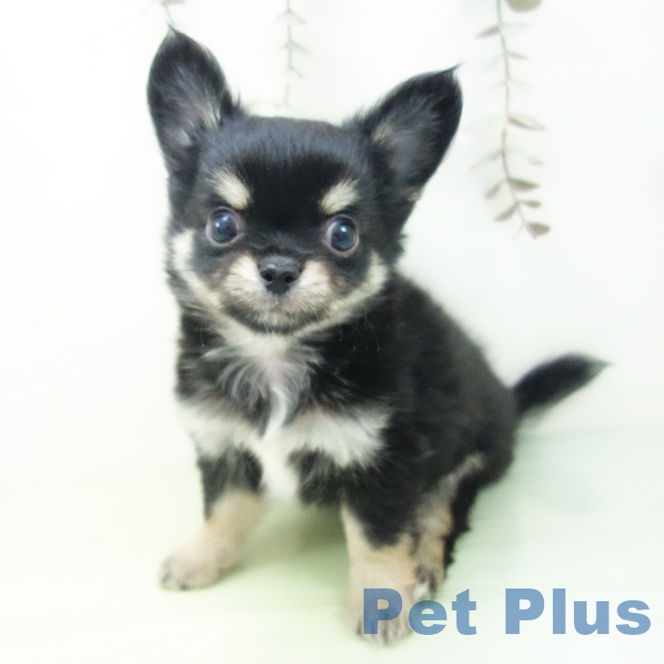愛知県のチワワ(ロング) (ペットプラス mozoワンダーシティ店/2025年10月2日生まれ/男の子/ブラックタン)の子犬の2枚目の画像