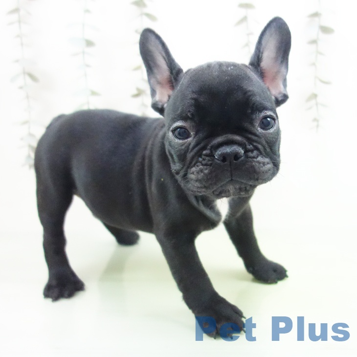 千葉県のフレンチブルドッグ (ペットプラス 成田店/2025年9月30日生まれ/男の子/ブリンドル)の子犬の1枚目の画像