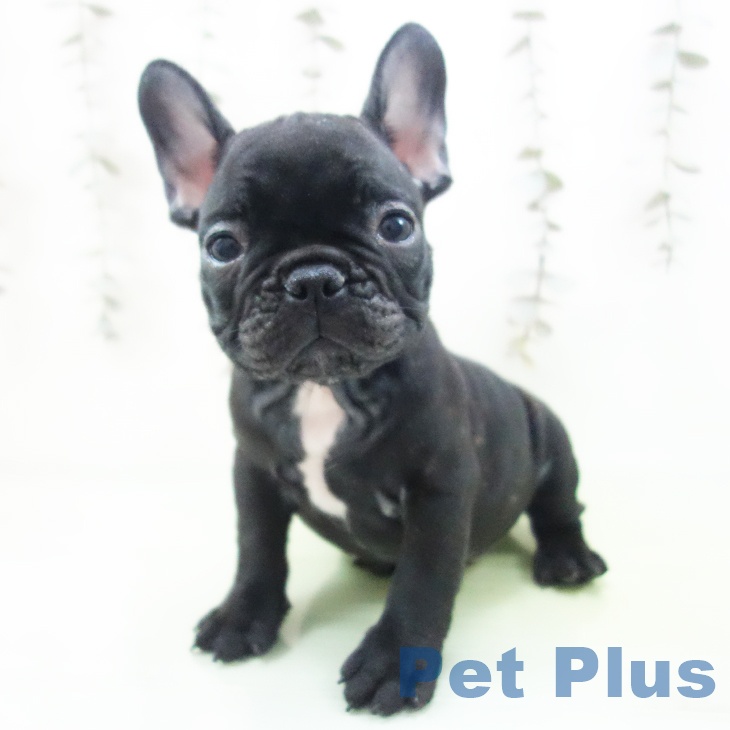 千葉県のフレンチブルドッグ (ペットプラス 成田店/2025年9月30日生まれ/男の子/ブリンドル)の子犬の2枚目の画像