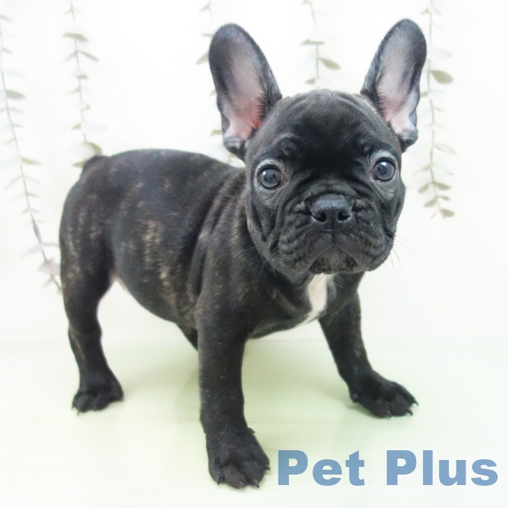 埼玉県のフレンチブルドッグ (ペットプラス 浦和美園店/2025年9月30日生まれ/男の子/ブリンドル)の子犬の1枚目の画像
