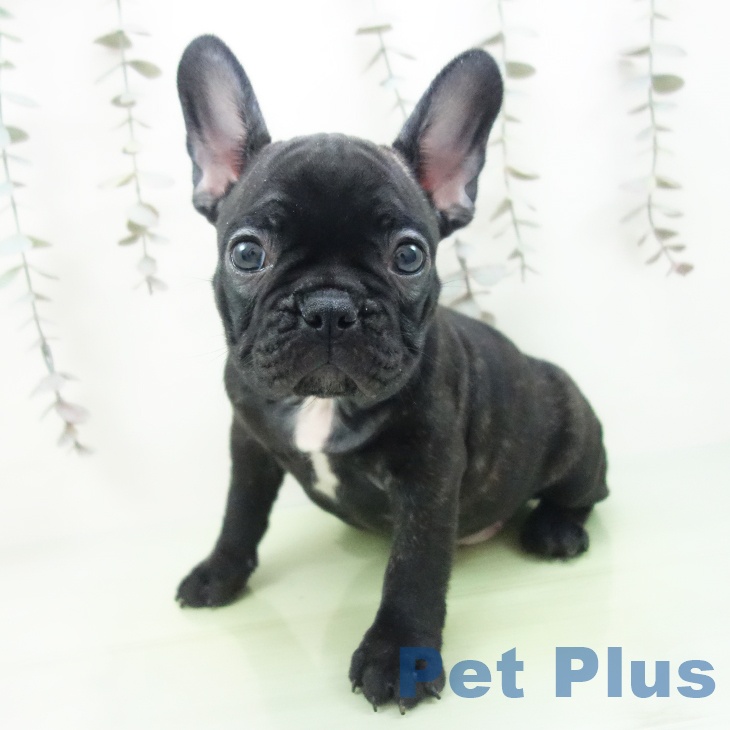 埼玉県のフレンチブルドッグ (ペットプラス 浦和美園店/2025年9月30日生まれ/男の子/ブリンドル)の子犬の2枚目の画像
