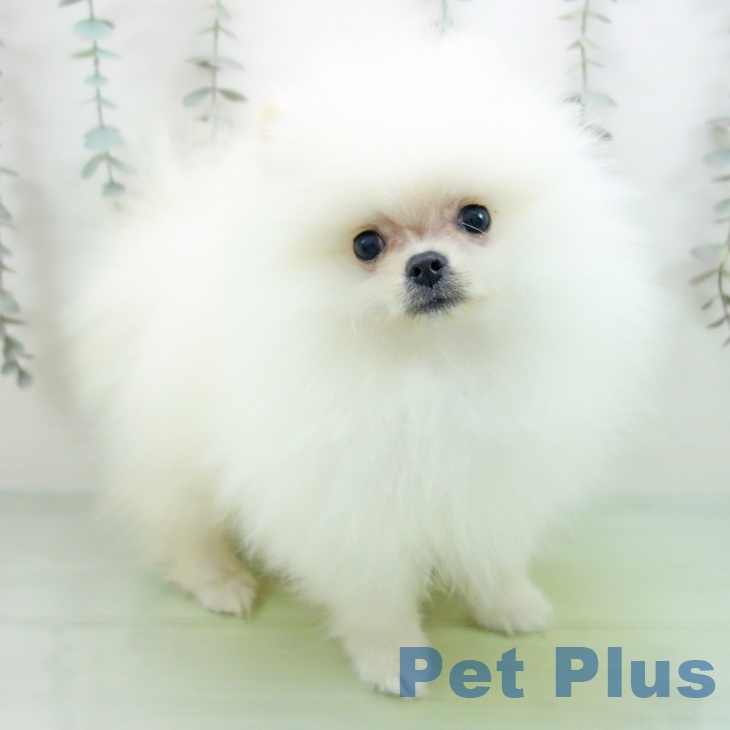 愛知県のポメラニアン (ペットプラス mozoワンダーシティ店/2025年9月18日生まれ/男の子/クリーム)の子犬の1枚目の画像