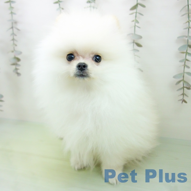 愛知県のポメラニアン (ペットプラス mozoワンダーシティ店/2025年9月18日生まれ/男の子/クリーム)の子犬の2枚目の画像