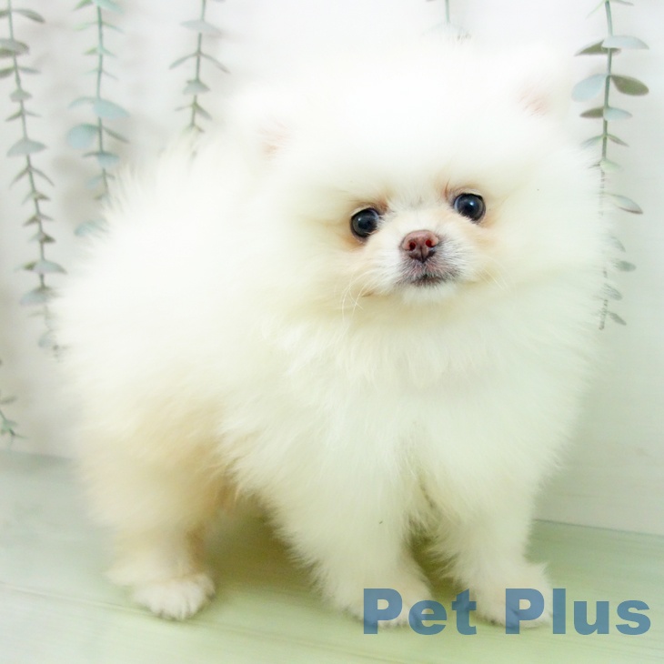 愛知県のポメラニアン (ペットプラス 則武新町店/2025年9月29日生まれ/男の子/クリーム)の子犬の1枚目の画像