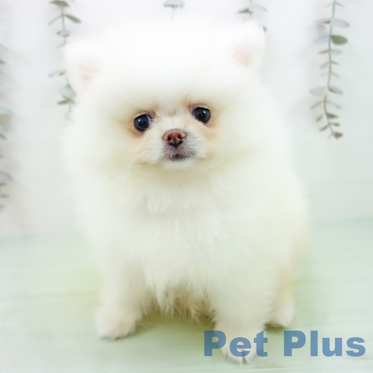 愛知県のポメラニアン (ペットプラス 則武新町店/2025年9月29日生まれ/男の子/クリーム)の子犬の2枚目の画像