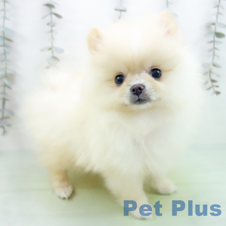ポメラニアンの写真2