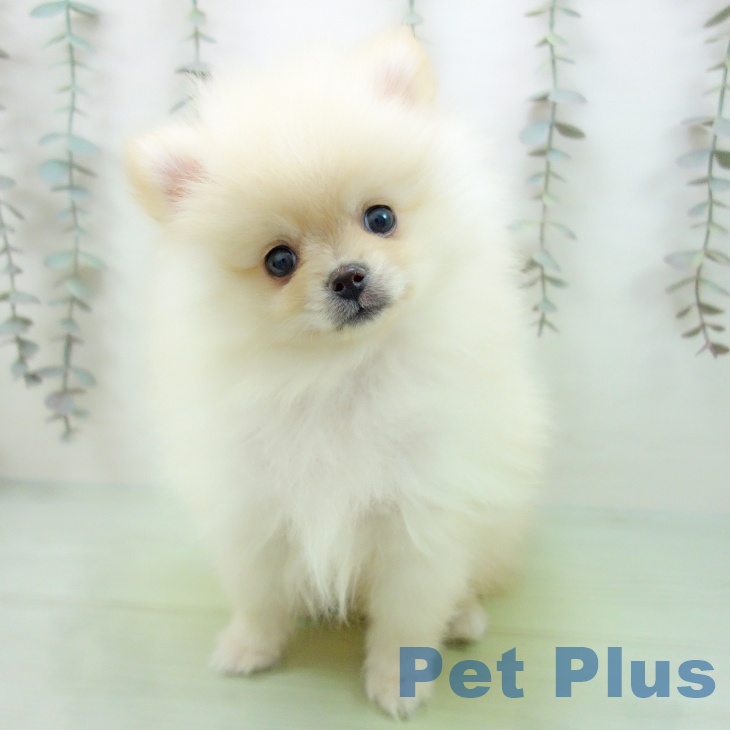 ポメラニアンの写真2