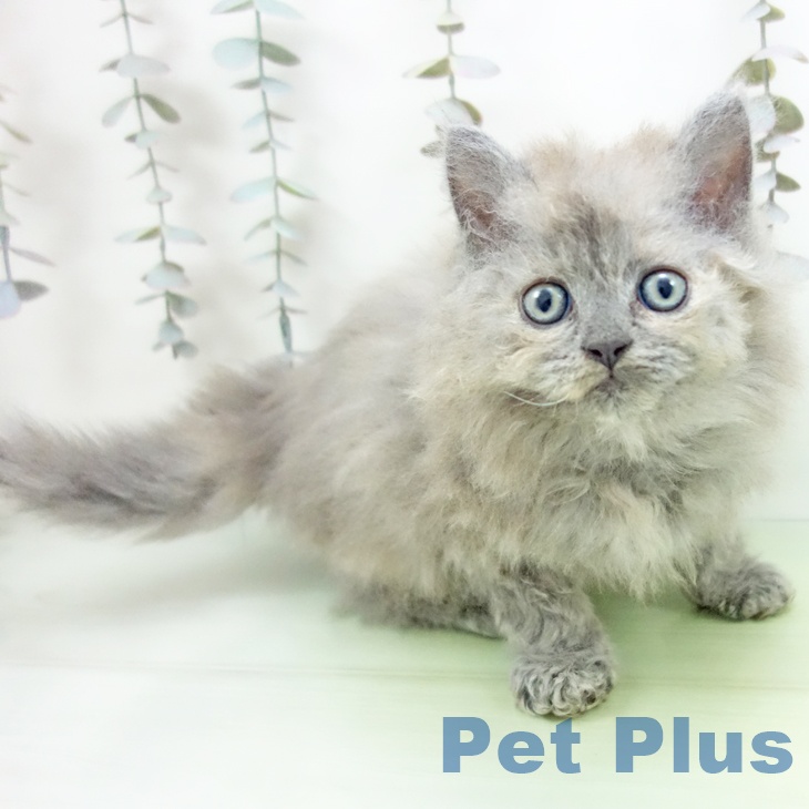 セルカークレックス