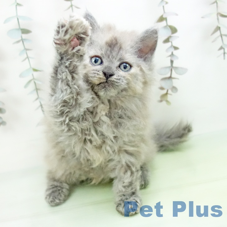 セルカークレックスの写真2