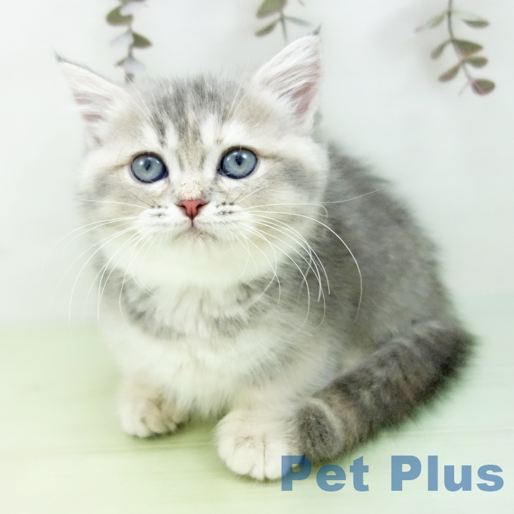 マンチカンの写真2