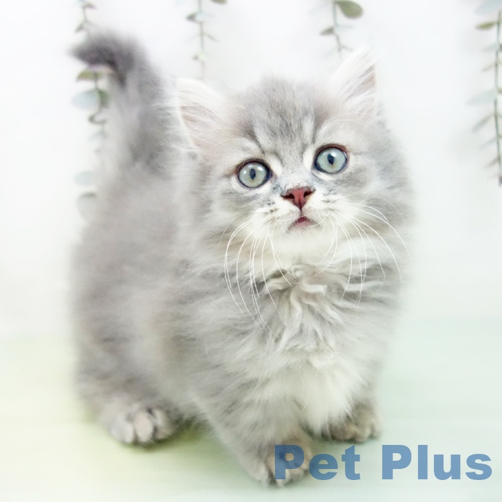 愛知県のミヌエット (ペットプラス ナゴヤドーム前店/2025年10月1日生まれ/男の子/ブルータビー)の子猫の1枚目の画像