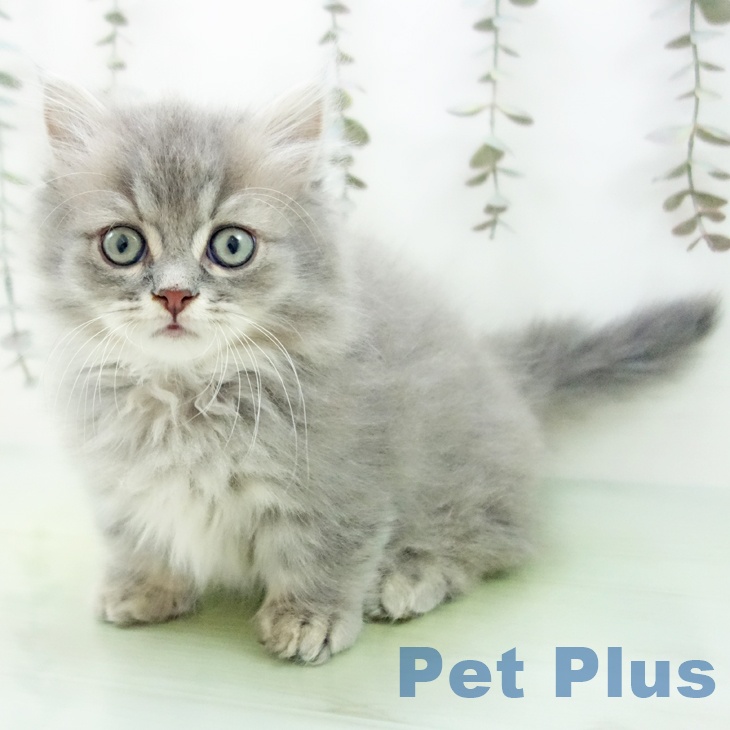 愛知県のミヌエット (ペットプラス ナゴヤドーム前店/2025年10月1日生まれ/男の子/ブルータビー)の子猫の2枚目の画像